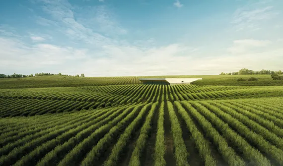 Kestria institute | From field to global scale: building a sustainable leader in the olive oil and edible oils market